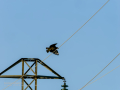 Aguila ratonera - Buteo buteo - Busardo ratonero