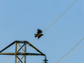 Aguila ratonera - Buteo buteo - Busardo ratonero