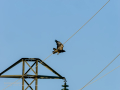 Aguila ratonera - Buteo buteo - Busardo ratonero