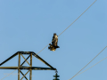 Aguila ratonera - Buteo buteo - Busardo ratonero