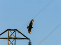 Aguila ratonera - Buteo buteo - Busardo ratonero