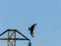 Aguila ratonera - Buteo buteo - Busardo ratonero