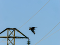 Aguila ratonera - Buteo buteo - Busardo ratonero