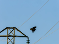 Aguila ratonera - Buteo buteo - Busardo ratonero