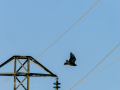 Aguila ratonera - Buteo buteo - Busardo ratonero
