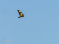 Aguila ratonera - Buteo buteo - Busardo ratonero