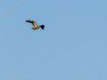 Aguila ratonera - Buteo buteo - Busardo ratonero