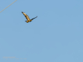 Aguila ratonera - Buteo buteo - Busardo ratonero