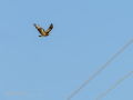 Aguila ratonera - Buteo buteo - Busardo ratonero