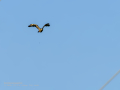 Aguila ratonera - Buteo buteo - Busardo ratonero