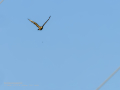 Aguila ratonera - Buteo buteo - Busardo ratonero
