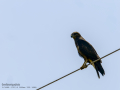 Aguila ratonera - Buteo buteo - Busardo ratonero