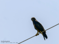 Aguila ratonera - Buteo buteo - Busardo ratonero