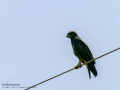 Aguila ratonera - Buteo buteo - Busardo ratonero