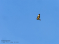 Aguila ratonera - Buteo buteo - Busardo ratonero