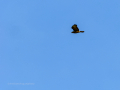Aguila ratonera - Buteo buteo - Busardo ratonero
