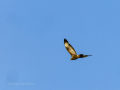 Aguila ratonera - Buteo buteo - Busardo ratonero