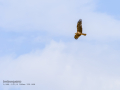 Aguila ratonera - Buteo buteo - Busardo ratonero