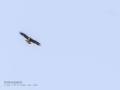 Aguila ratonera - Buteo buteo - Busardo ratonero