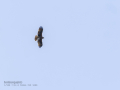 Aguila ratonera - Buteo buteo - Busardo ratonero