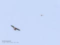 Aguila ratonera - Buteo buteo - Busardo ratonero yCernícalo vulgar - Falco tinnunculus - Xoriguer comú