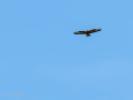 Aguila ratonera - Buteo buteo - Busardo ratonero