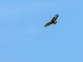 Aguila ratonera - Buteo buteo - Busardo ratonero