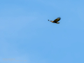 Aguila ratonera - Buteo buteo - Busardo ratonero