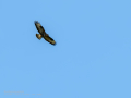 Aguila ratonera - Buteo buteo - Busardo ratonero