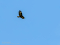 Aguila ratonera - Buteo buteo - Busardo ratonero