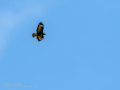 Aguila ratonera - Buteo buteo - Busardo ratonero