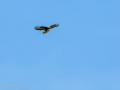 Aguila ratonera - Buteo buteo - Busardo ratonero
