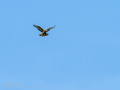 Aguila ratonera - Buteo buteo - Busardo ratonero