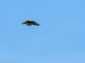 Aguila ratonera - Buteo buteo - Busardo ratonero