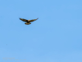 Aguila ratonera - Buteo buteo - Busardo ratonero