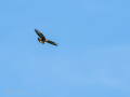 Aguila ratonera - Buteo buteo - Busardo ratonero