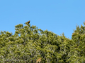Aguila ratonera - Buteo buteo - Busardo ratonero