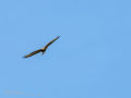 Aguila ratonera - Buteo buteo - Busardo ratonero