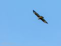 Aguila ratonera - Buteo buteo - Busardo ratonero