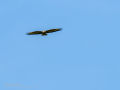 Aguila ratonera - Buteo buteo - Busardo ratonero