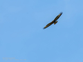 Aguila ratonera - Buteo buteo - Busardo ratonero