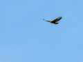 Aguila ratonera - Buteo buteo - Busardo ratonero