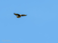 Aguila ratonera - Buteo buteo - Busardo ratonero