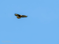 Aguila ratonera - Buteo buteo - Busardo ratonero