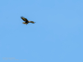 Aguila ratonera - Buteo buteo - Busardo ratonero