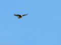 Aguila ratonera - Buteo buteo - Busardo ratonero
