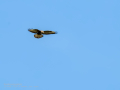 Aguila ratonera - Buteo buteo - Busardo ratonero