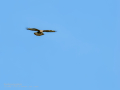 Aguila ratonera - Buteo buteo - Busardo ratonero