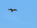 Aguila ratonera - Buteo buteo - Busardo ratonero