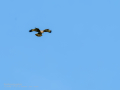 Aguila ratonera - Buteo buteo - Busardo ratonero